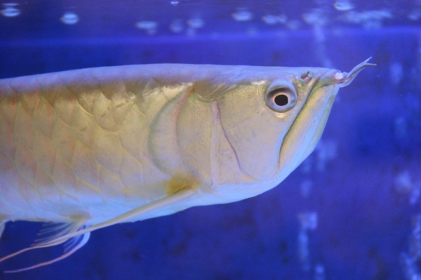 水質(zhì)在線監(jiān)測(cè)系統(tǒng)幫助養(yǎng)殖銀龍魚(yú)