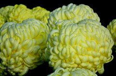 一朵菊花開出七種顏色？用手持氣象站種菊
